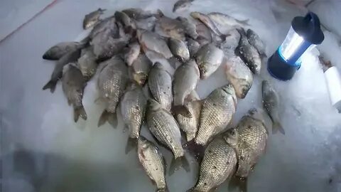 Почему не клюет карась