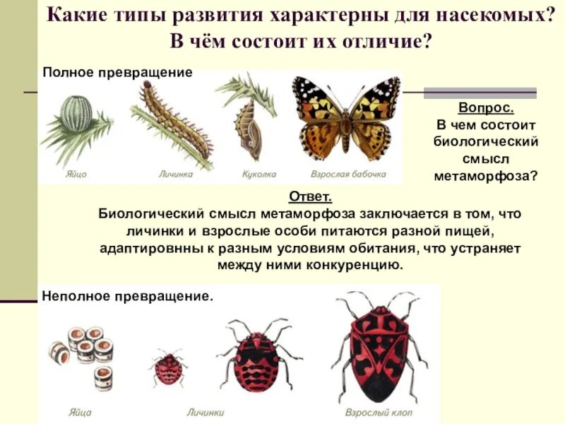 Полный метаморфоз стадии. Типы развития насекомых 7 класс биология. Фазы развития насекомого с полным превращением. Развитие с полным и неполным превращением. Развитие с полным превращением и неполным превращением.