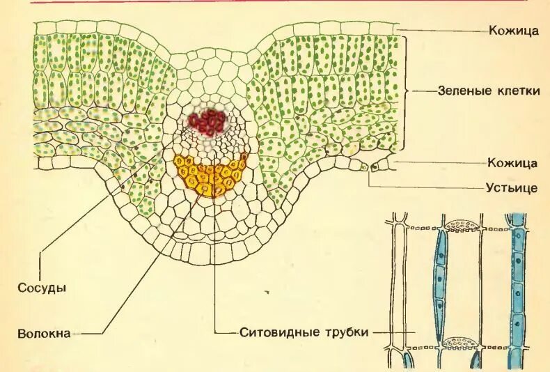 Какой тканью представлены жилки. Строение жилки листа анатомия растений. Строение мякоти и жилок листа. Клетка строение клетки мякоти листа. Строение клетки мякоти листа.