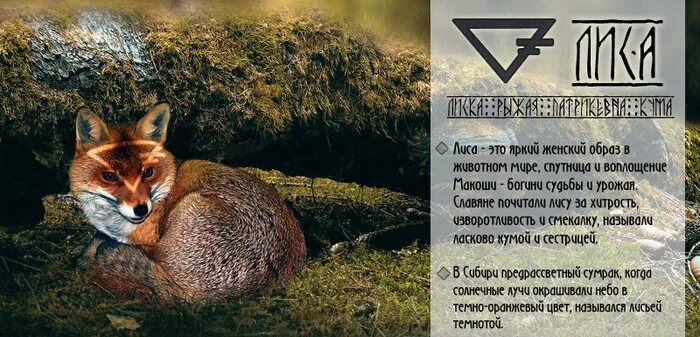 Лисица обыкновенная систематика. Что означает лисица. Знак лисы. Интересные факты о лисицах. Интересные факты о лисах.