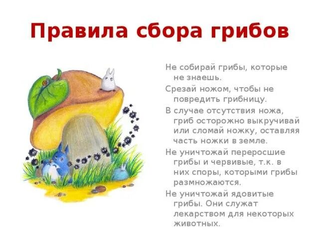 Как правильно выкручивать грибы. Грибы правила сбора грибы.