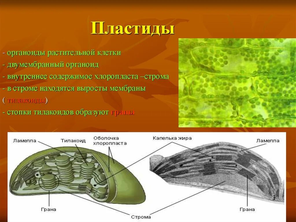 Хлоропласты характерны для клеток ответ. Хромопласты строение. Двумембранный органоид клетки растений. Пластиды в клетках. Пластиды растительной клетки.