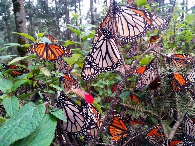 Бабочки живут всего. Марипоса Монарка заповедник. Спаривание бабочек монархов. Биосферный заповедник бабочки Монарх. Бабочки тропических лесов Австралии.