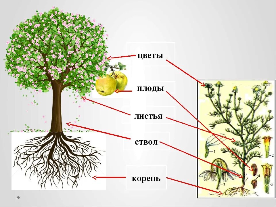 Части дерева яблоня. Корень яблони строение. Строение плодового дерева яблоня. Строение дерева яблони схема. Какие части ты видишь у растения