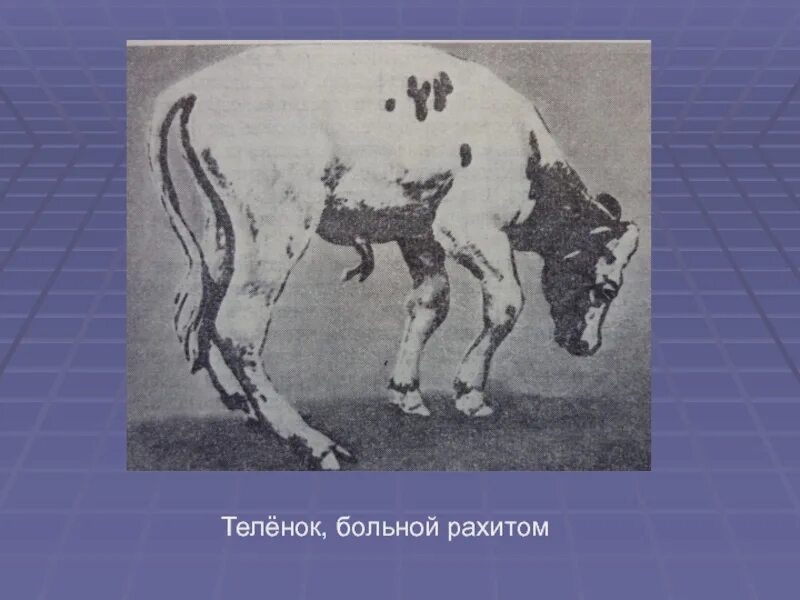 Рахит у животных. Рахит у молодняка животных телята.