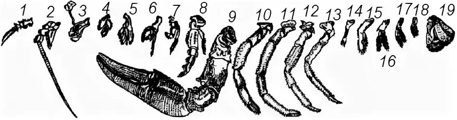 Сколько ног у рака. Строение конечностей ракообразных. Конечности ракообразных десятиногие. Строение ходильных ног ракообразных. Строение конечностей ракообразных и их функции.