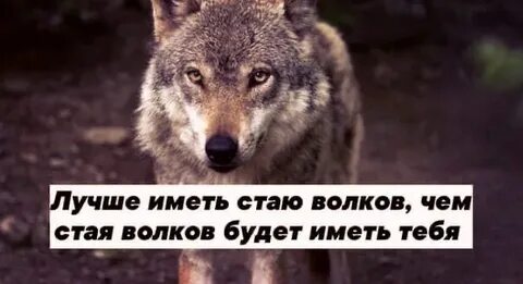 Слово человек человеку волк