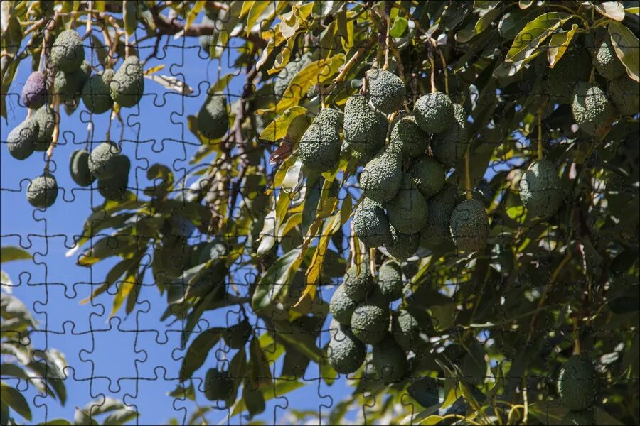 Avocado Tree Зображення - огляд 583,786 Стокові фото, векторні зображення й віде