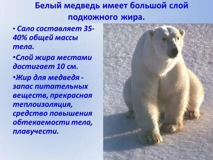 Описание белого медведя 4 класс
