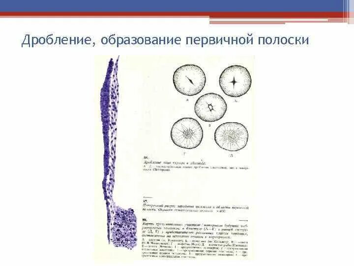 Образование первичной полоски. Образование первичной полоски птиц. Схема первичной полоски. Образование первичной полоски и гензеновского узелка.