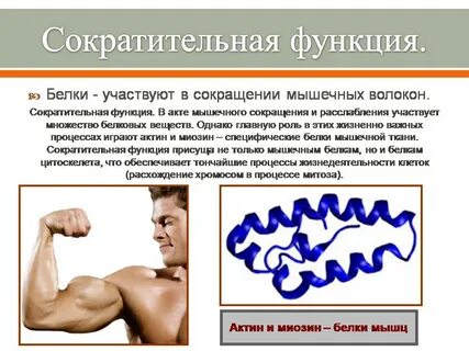 Актин какая функция
