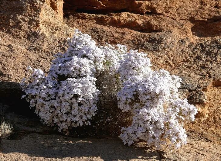 Джеймсбритения описание. Jamesbrittenia breviflora. Джеймсбритения Lavender. Джеймсбриттения Summerdream Burgundy Eye. Джеймсбриттения Stardom GOLDSTAR.