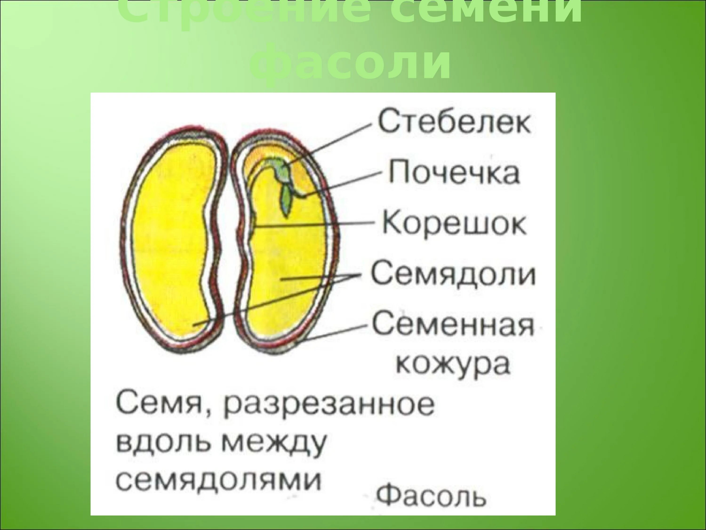 Почечка фасоли. Строение семени ботаника. Строение семядоли фасоли. Биология строение семени фасоли. Строение двудольного семени.