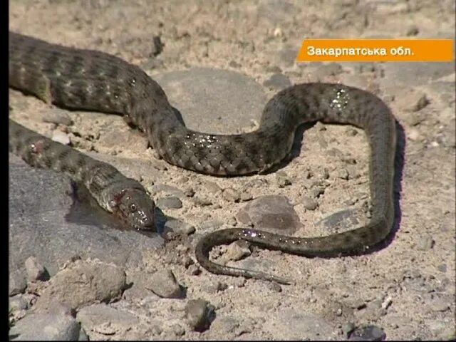 Укусила змея видео. Лебедев укусила змея. Лев прикончил трех гадюк.