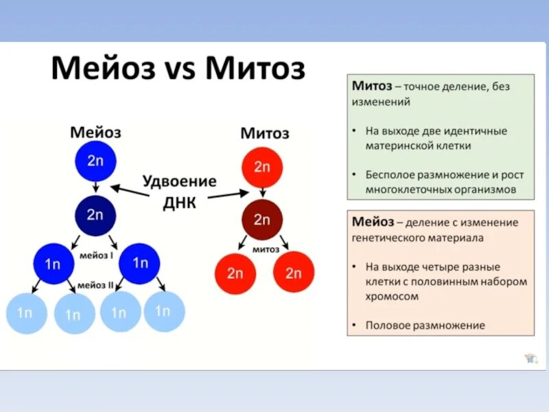 Набор материнской клетки
