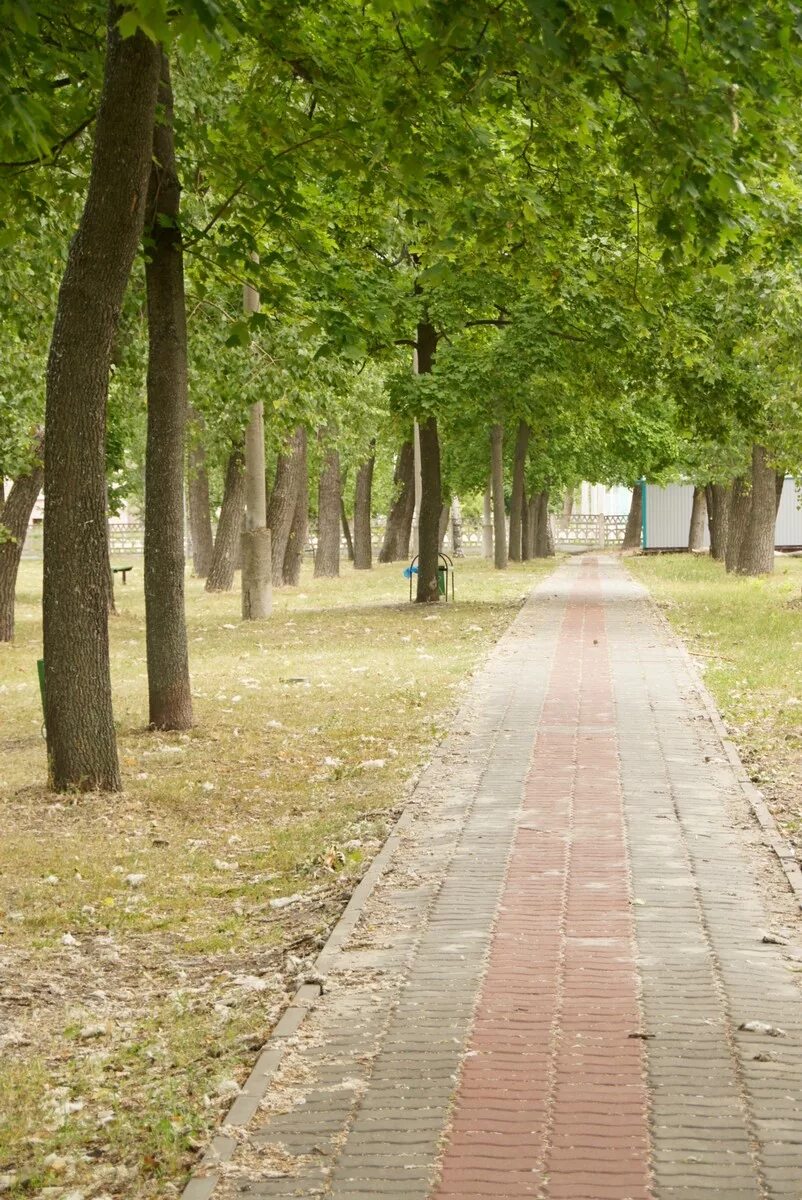 парк мейджорс-хилл в оттаве. парк с тенистыми аллеями. аллеи дорожки. дорога в парке. тропинка в парке.