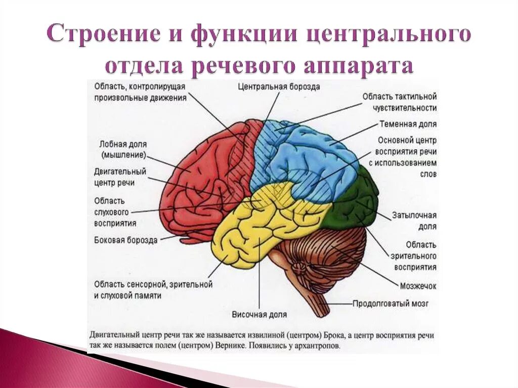 Большие полушария состоят из долей. Строение и функционирование центрального речевого аппарата. Строение головного мозга отделы головного мозга. Строение центрального отдела речевого аппарата. Отделы речевого анализатора и их функции.