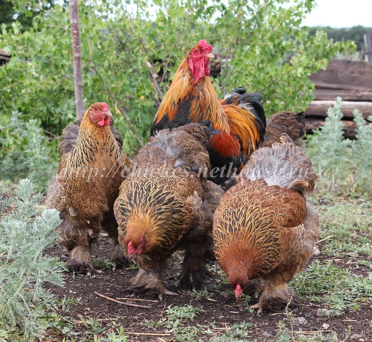 Купить кур в оренбурге. Брама куропатчатая. Курица Брама куропатчатая. Куры итальянская куропатчатая. Виандот куропатчатый.