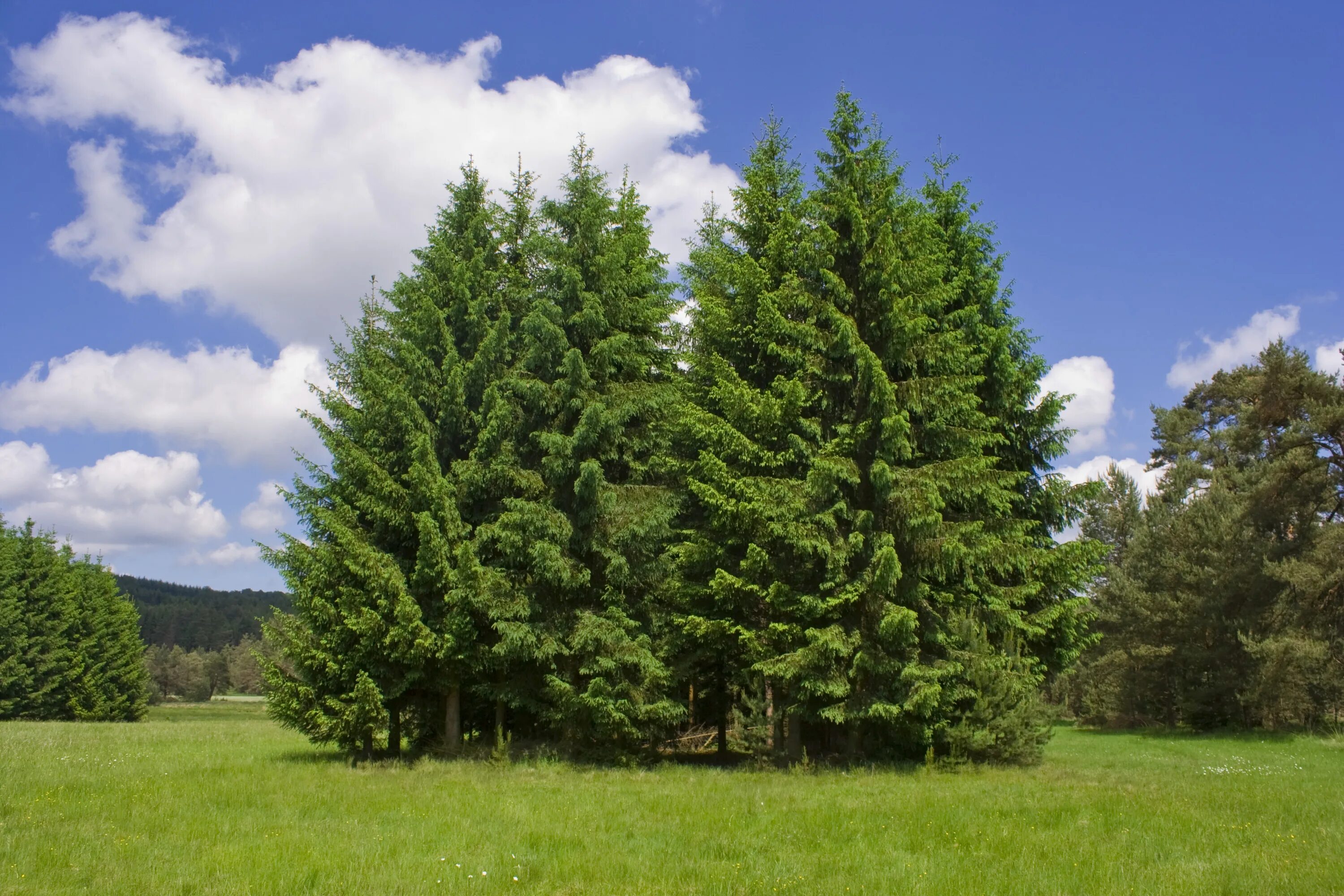 Лиственница Сибирская Larix sibirica. Лиственница европейская обыкновенная. Лиственница Сибирская пирамидальная. Ель с сибирской лиственницей.