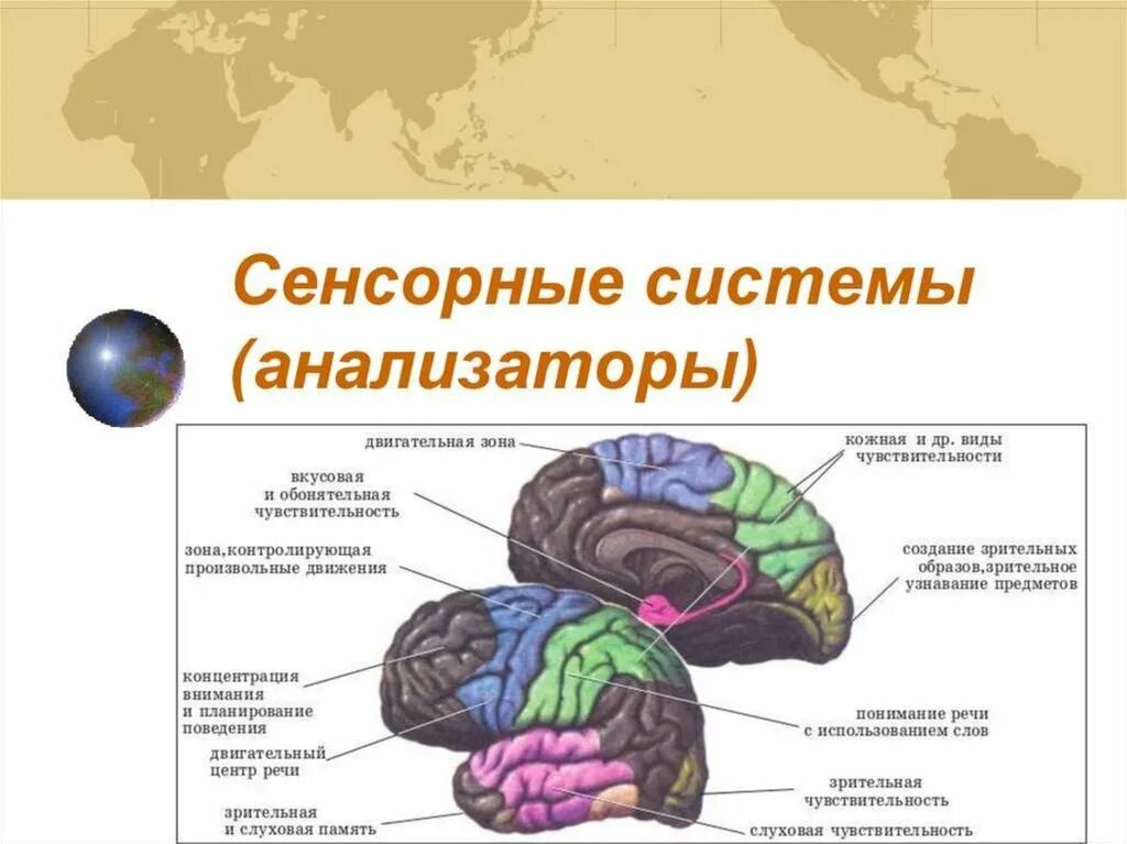 Уровни сенсорных систем. Строение сенсорных систем анализаторов. Строение сенсорного анализатора. Анализаторы или сенсорные системы. Сенсорная система человека схема анализаторов.