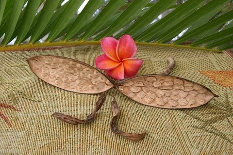 Nopakaw Thai Plumeria Seed Pod with seeds The two brown th. 