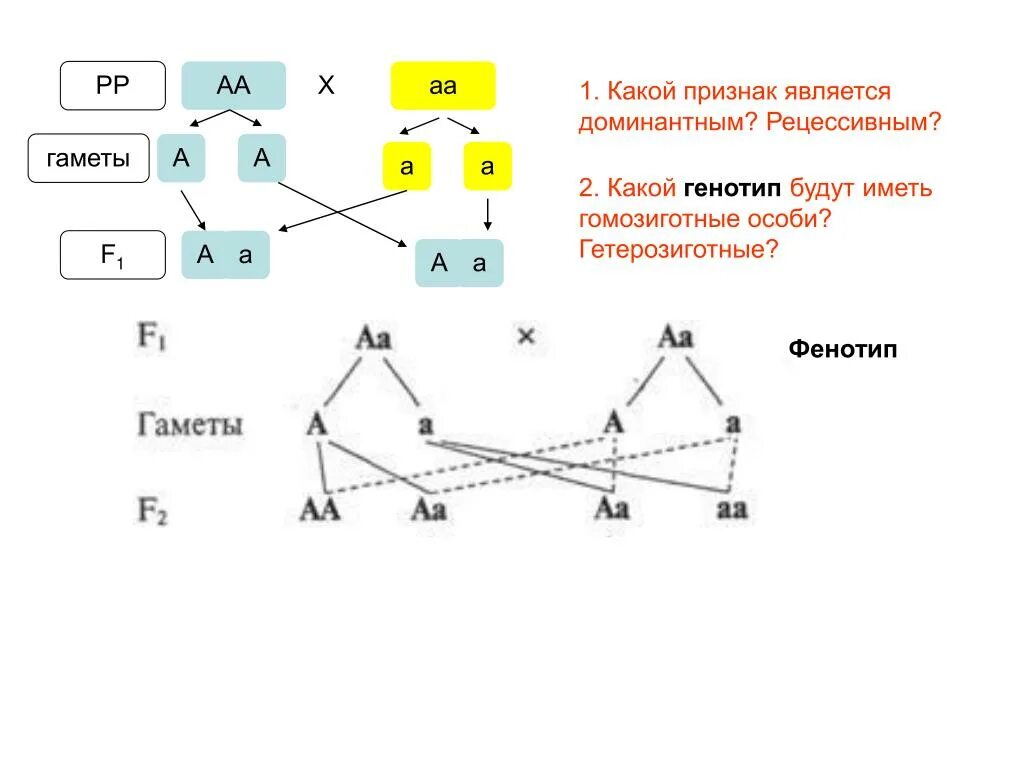 Гетерозиготные особи имеют генотип. АА АА генотип. Гетерозиготный рецессивный генотип. Схема скрещивания гетерозигот. AA Х AA какой генотип.