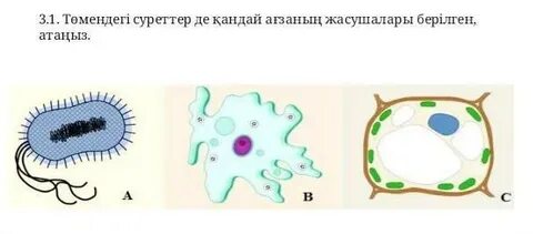 Возраст первых клеточных организмов
