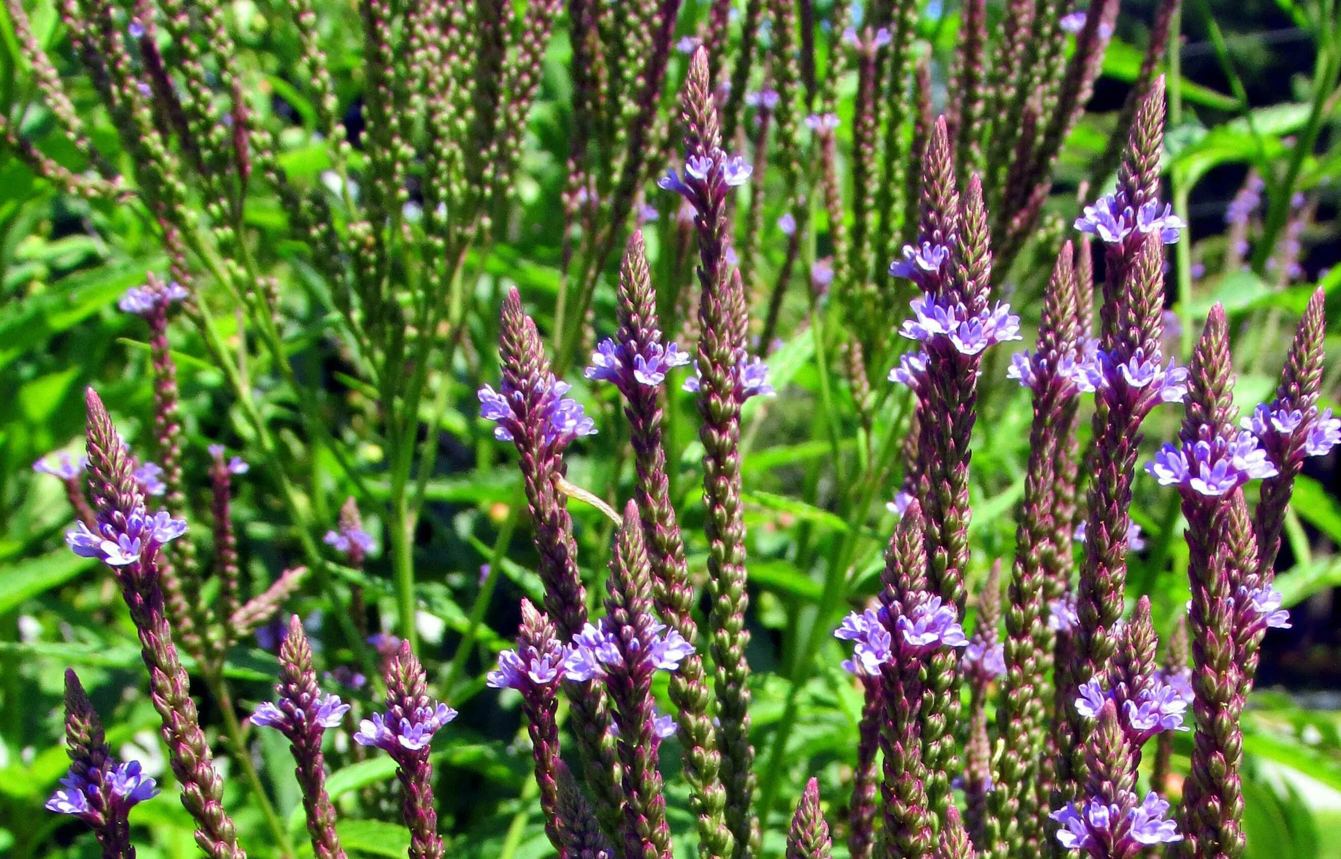 Вербена инструкция. Вербена трава. Verbena officinalis. Растение Вербена лекарственная. Вербена Священная.