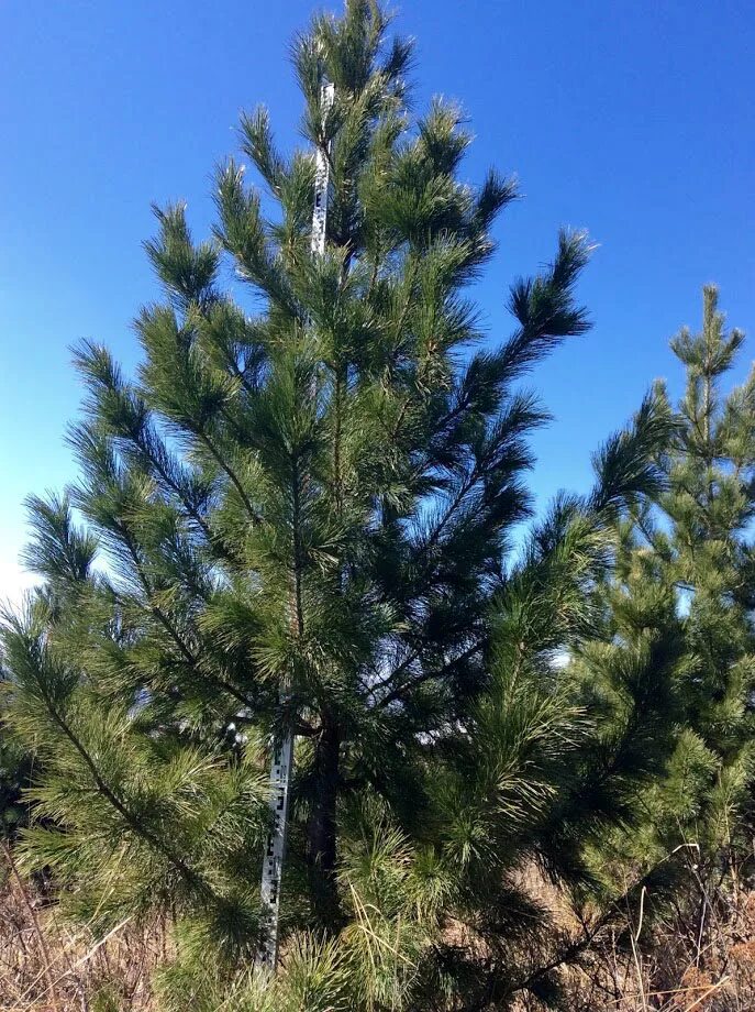 кедровый стланик глаука. сибирский кедр дерево. шишки. сахалинский кедровый стланик. северный кедр.