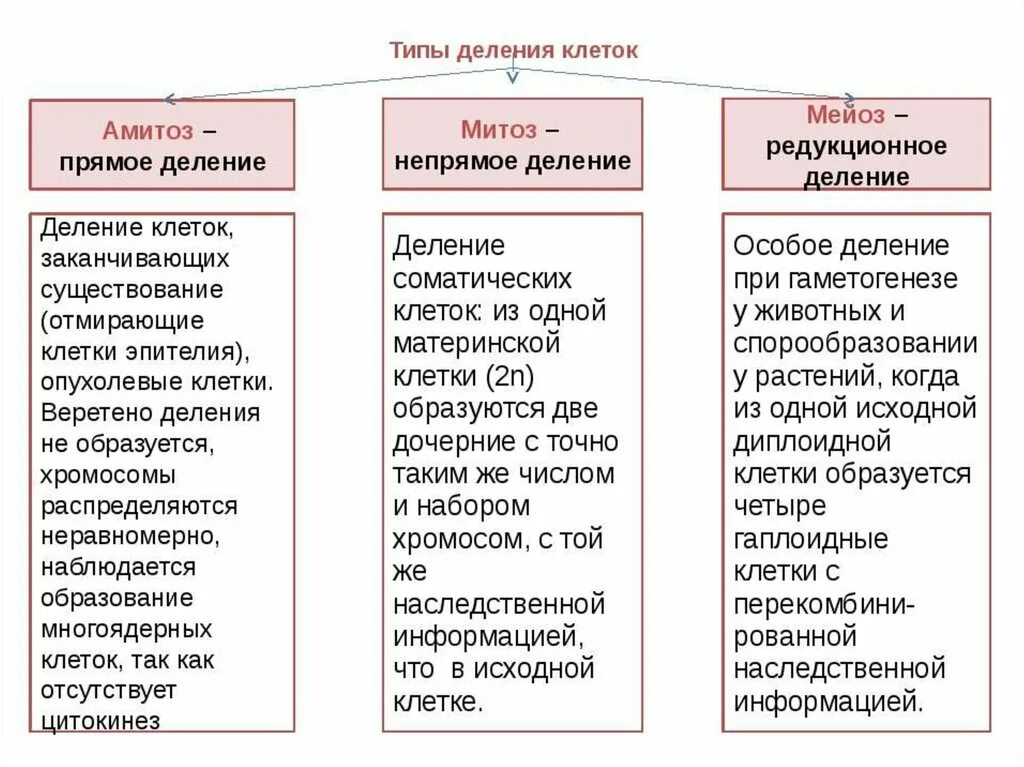 Типы деления клеток схема. Типы деления клеток таблица. Типы деления клеток митоз мейоз амитоз. Способы деления клетки таблица. Способы деления клетки характеристика