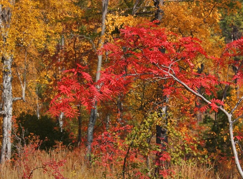 just awesome Autumn landscape, Beautiful nature, Fall foliage