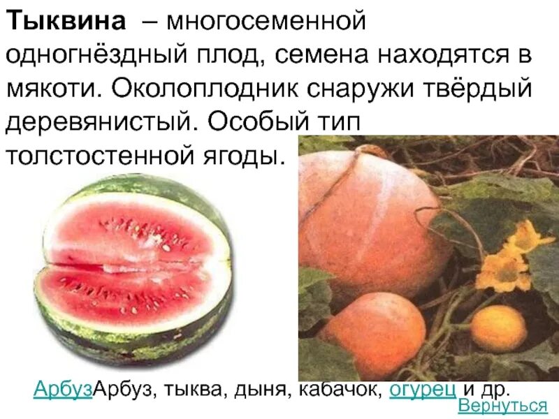 Тыквина это ягода. Околоплодник тыквины. тыквина характеристика плода. плод тыквина семена. тыквина дыни это плод.