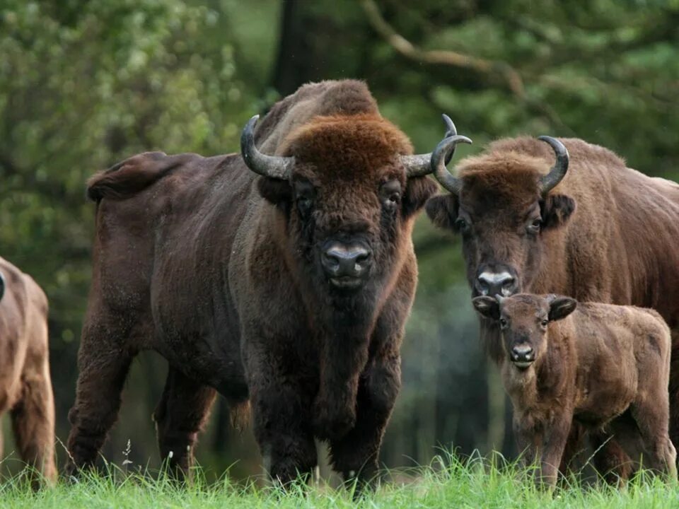 Беловежская пуща бизоны. Вымирающие животные зубр. Зубр (европейский бизон). Беловежская пуща зубры. Кавказско-беловежский зубр.