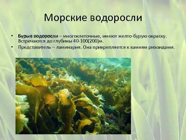 Обитание бурых водорослей. Отдел бурые водоросли многоклеточные бурые водоросли ламинария. Отдел бурые водоросли представители морская капуста. Многоклеточные зеленые водоросли ламинария. Корковидные бурые водоросли.