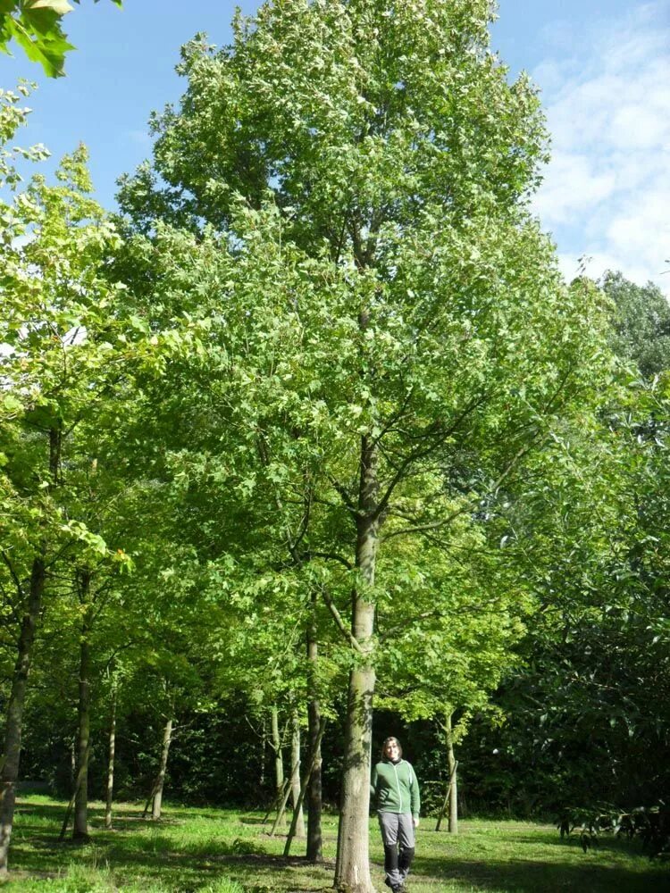 Queen trees