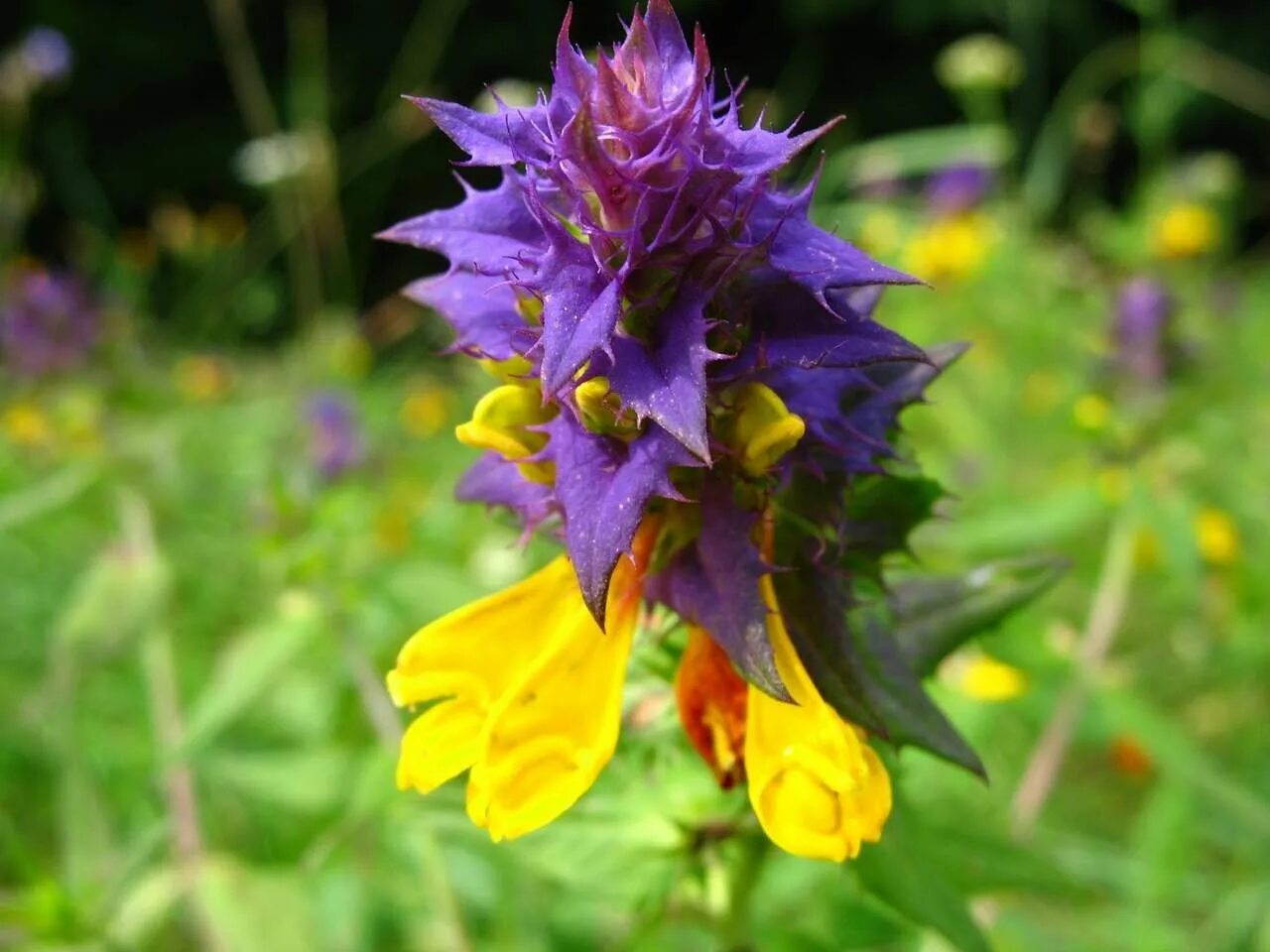 Растение фиолетовые листья желтые цветы. Сиреневые цветы дикие. Растение фиолетовые листья желтые цветы. Мята с фиолетовым стеблем. Кислица оксалис красная.