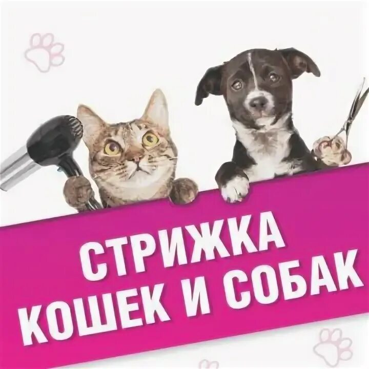 Стрижка собак и кошек выездом на дом