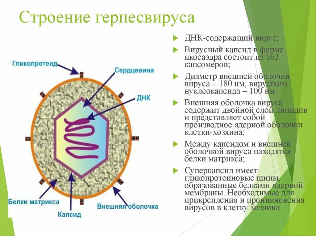 Вирусная мембрана