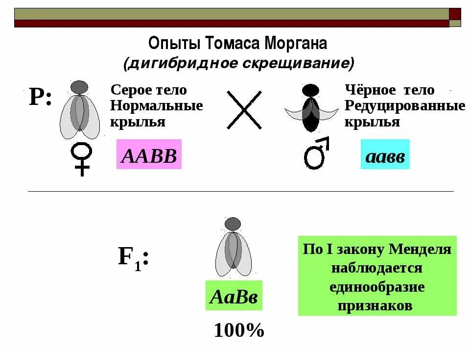 Закон томаса моргана. . опыты т. моргана по наследованию сцепленных признаков. сцепленное наследование закон томаса моргана биология. скрещивание томаса моргана.