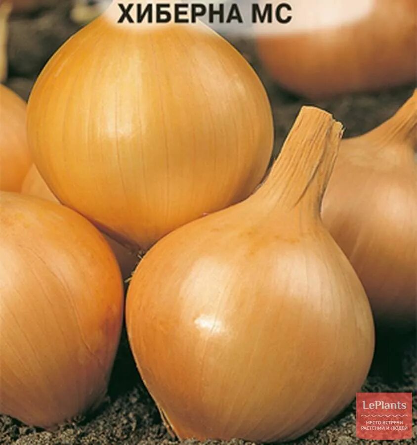 Лук Семко. Золотистый Семко. Лук репчатый Хиберна МС (овощной рай) е/п. Лук Хиберна. Лук золотистый описание сорта