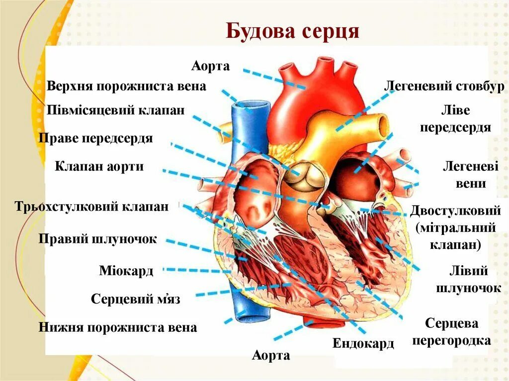 Анатомия сердца содержание всех серий. Строение сердца. строение сердца взрослого человека. общая схема строения сердца.