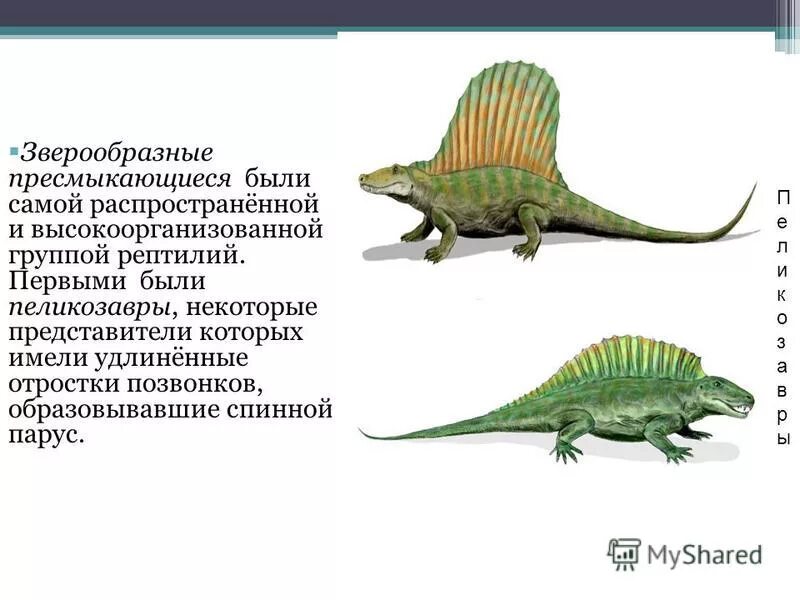 Значение и происхождение пресмыкающихся 7 класс биология