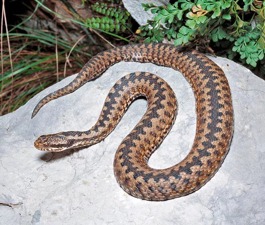 Обыкновенная гадюка (Vipera berus). Обыкновенная гадюка - Vipera berus (Linnaeus, 1758). Обыкновенная гадюка (Vipera berus l.). Гадюка Сибирская.