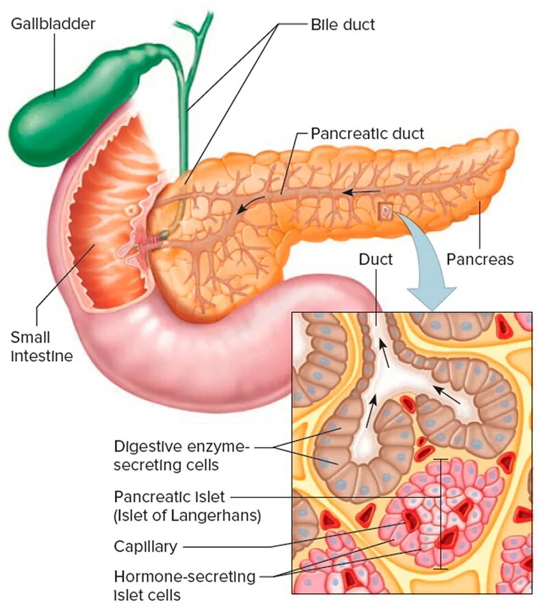 Где у человека находится поджелудочная железа показать. Дольчатое строение поджелудочной железы. Поджелудочная железа pancreas. Поджелудочная железа анатомия человека. Поджелудочная железа Неттер.