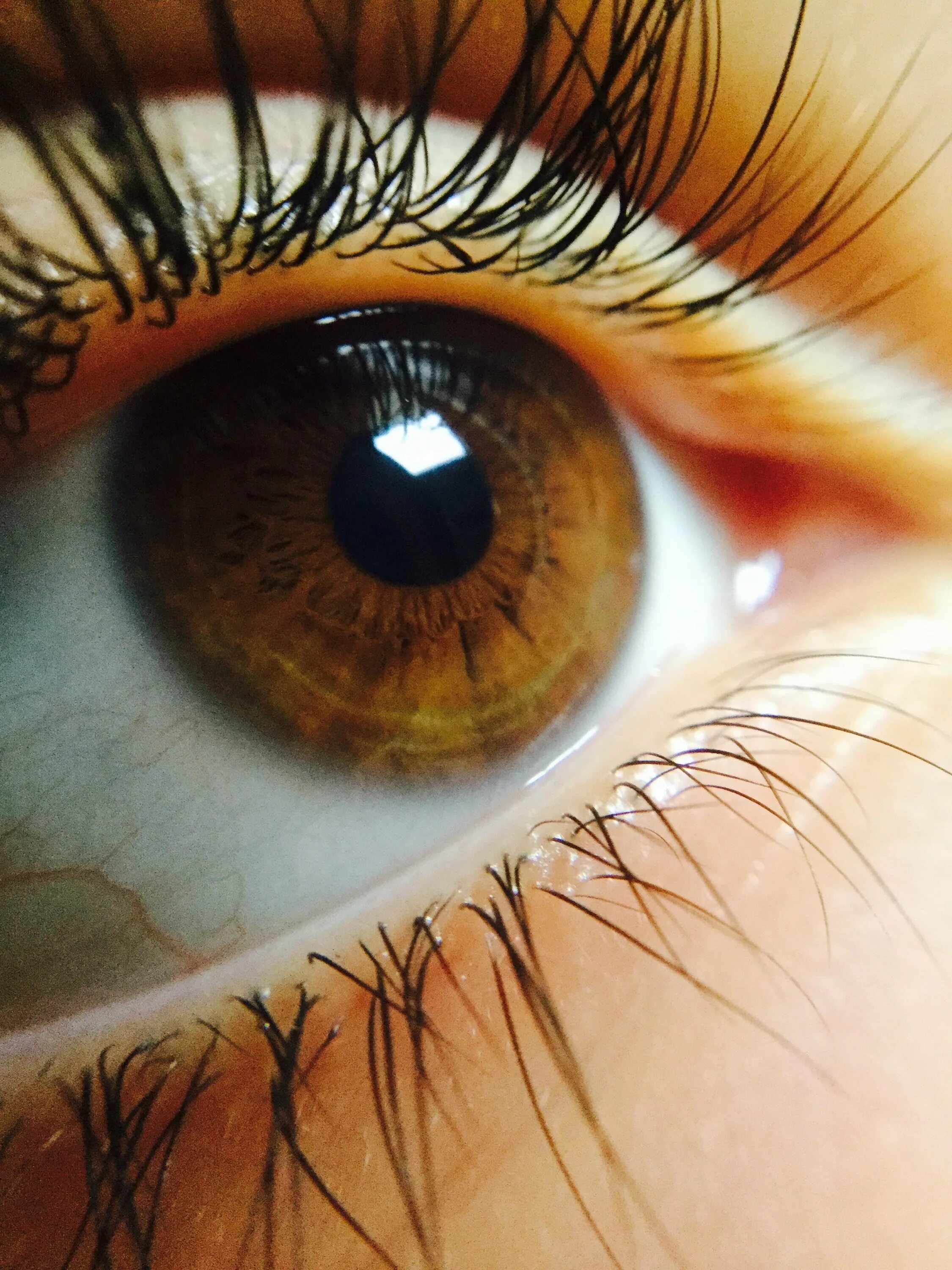 Коричневые глазки. Карие глаза. Янтарные глаза. Красивые глаза. Красивые карие глаза.