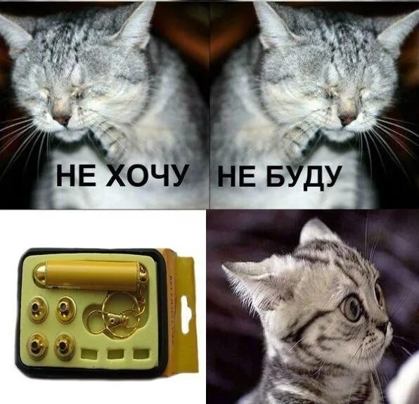 Кот не хочу не буду. Не хочу не буду Мем кот. Буду прикол. Мемы про домашних животных. Не хотите ли купить