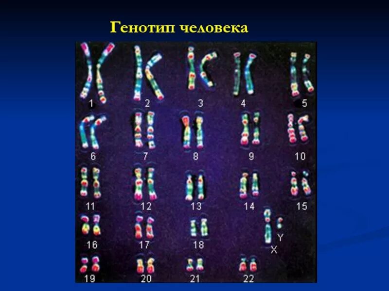 Генотип человека. Гены кариотип человека. Кариотип и генотип. Нормальный генотип человека.