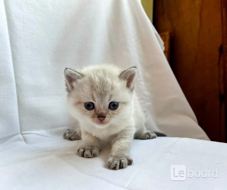 Мраморные шотландские котята вислоухие фото. Мейн кун бело коричневый. Шотландские котята биколор белый. Кошку молодечно. Кошку молодечно.