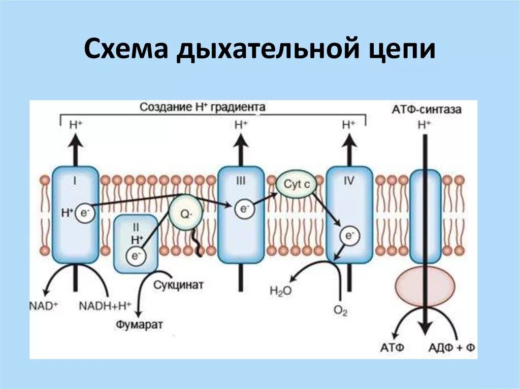 Установите последовательность этапов окисления молекул. Схема структура дыхательной цепи митохондрий. Электронно транспортная цепь переноса электронов. Электрон-транспортная цепь митохондрий схема. Дыхательная цепь (ЦПЭ): строение.