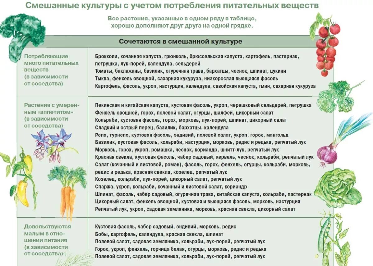 Соседство овощей на грядках таблица совместимости растений. Совместимость растений на огороде. Таблица растения сада и огорода. Соседство овощей на грядках. Соседство культур на грядке.